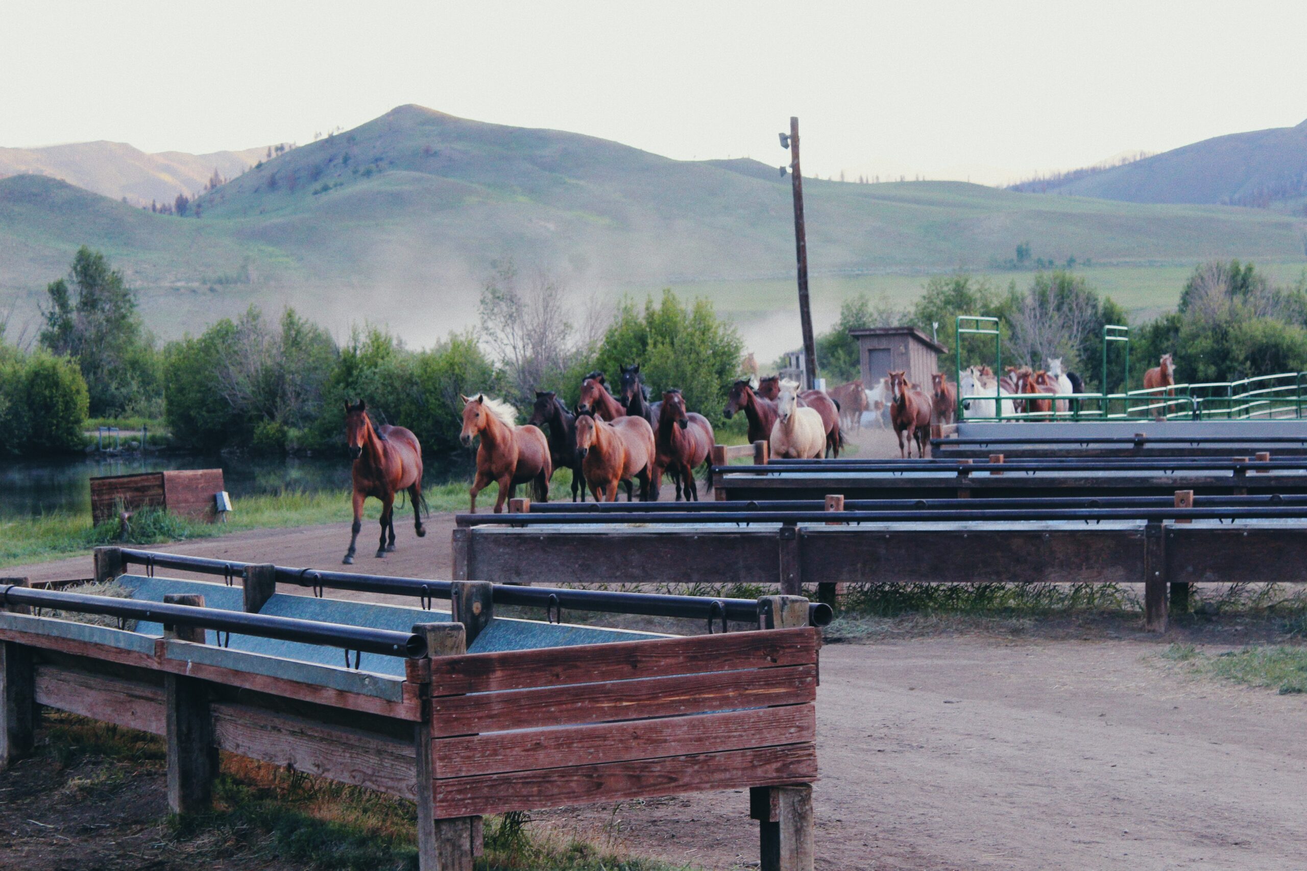 A group of horses running towards a group of troughs, with mountains in the background.