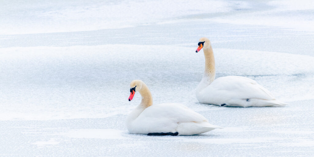 Photo shows two white swans sitting on snow