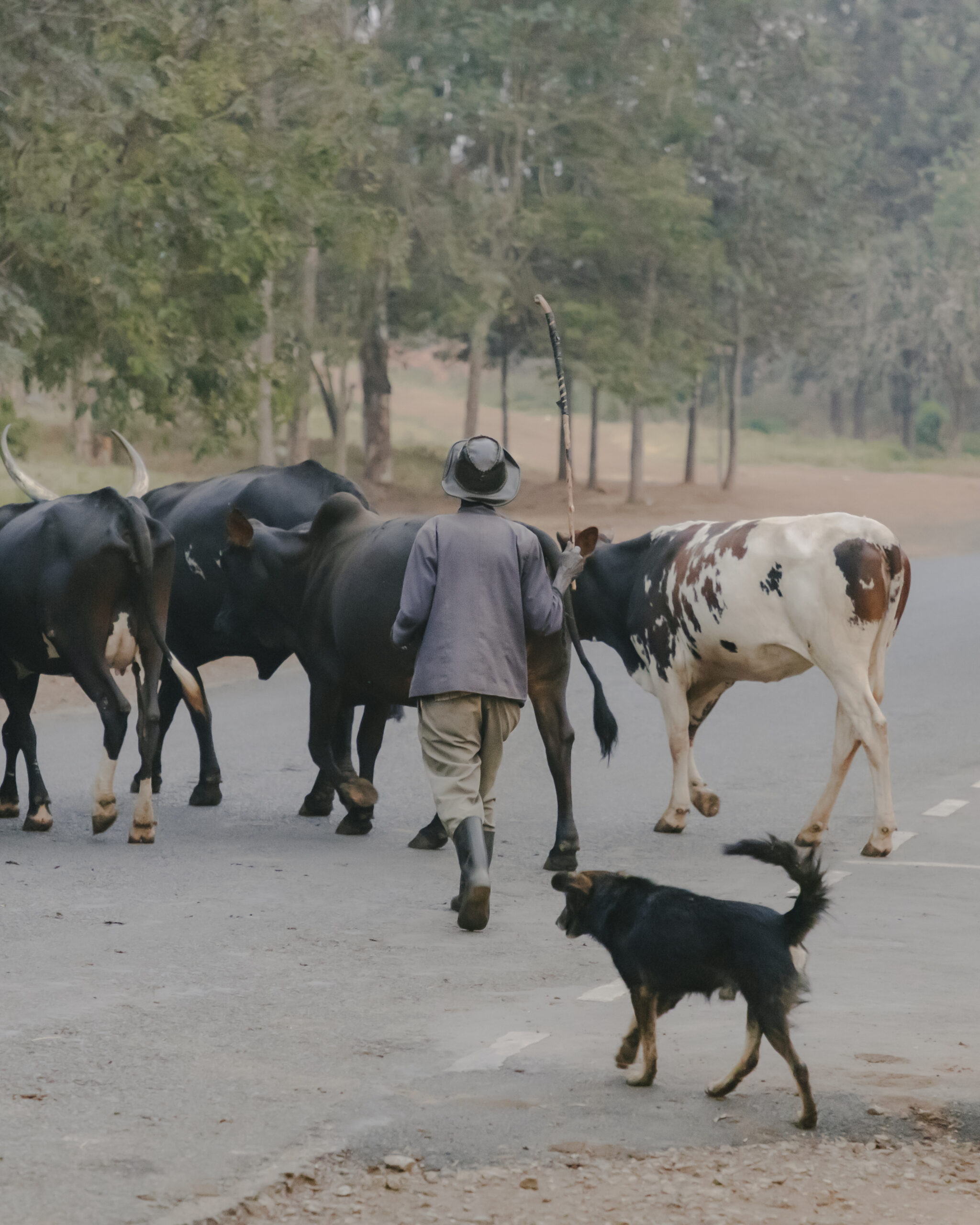 A person with a dog moves a small herd of cows across a street