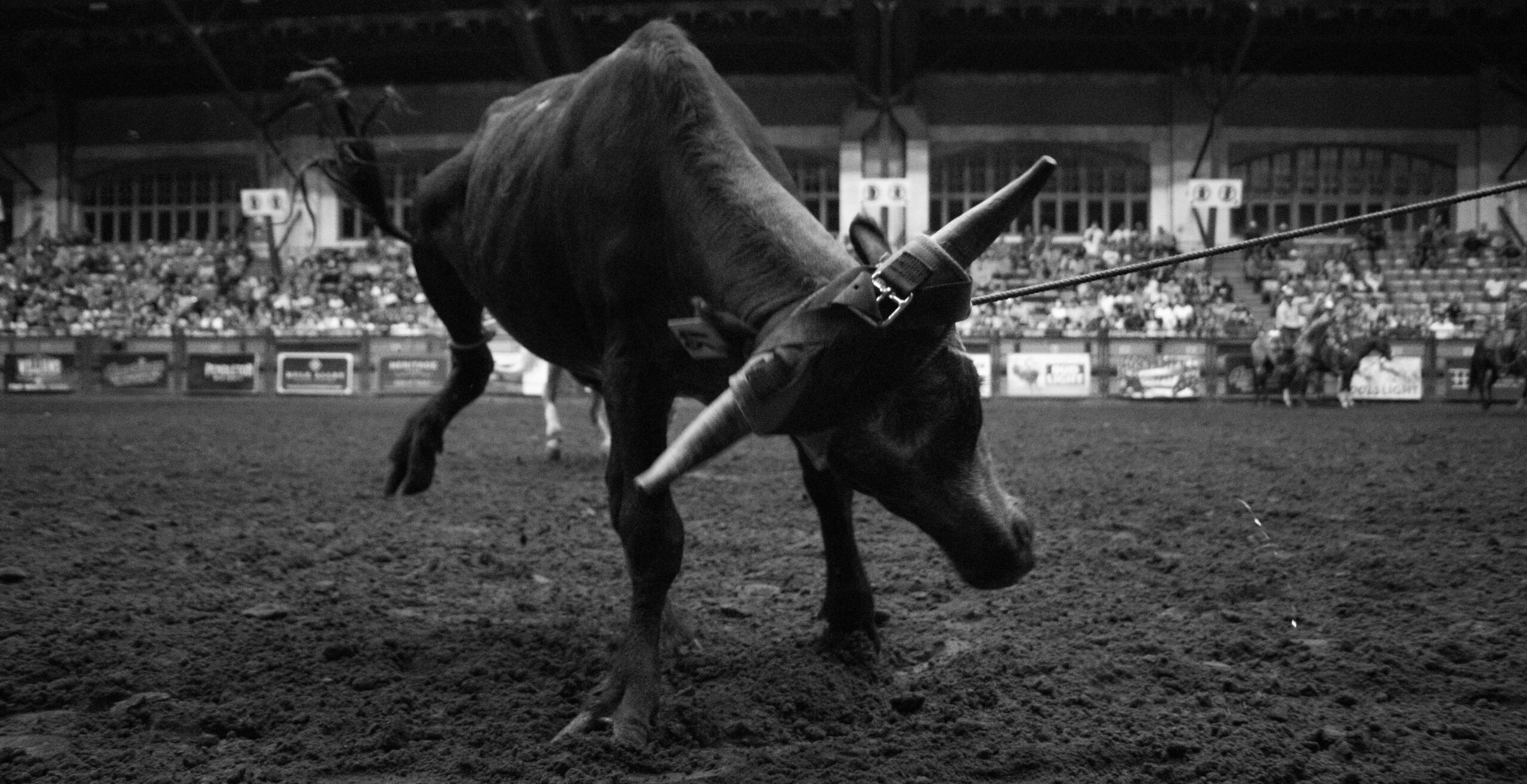 calf roping black and white picture